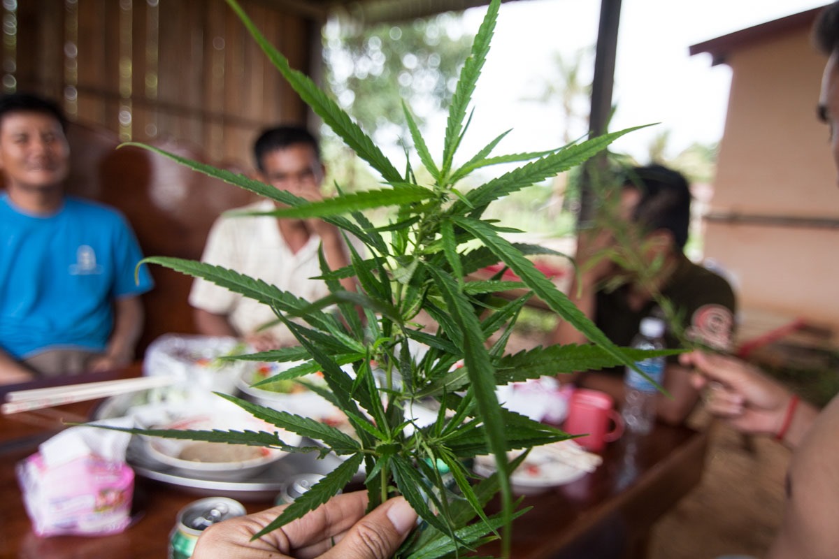 柬埔寨野生大麻 柬埔寨野生大麻