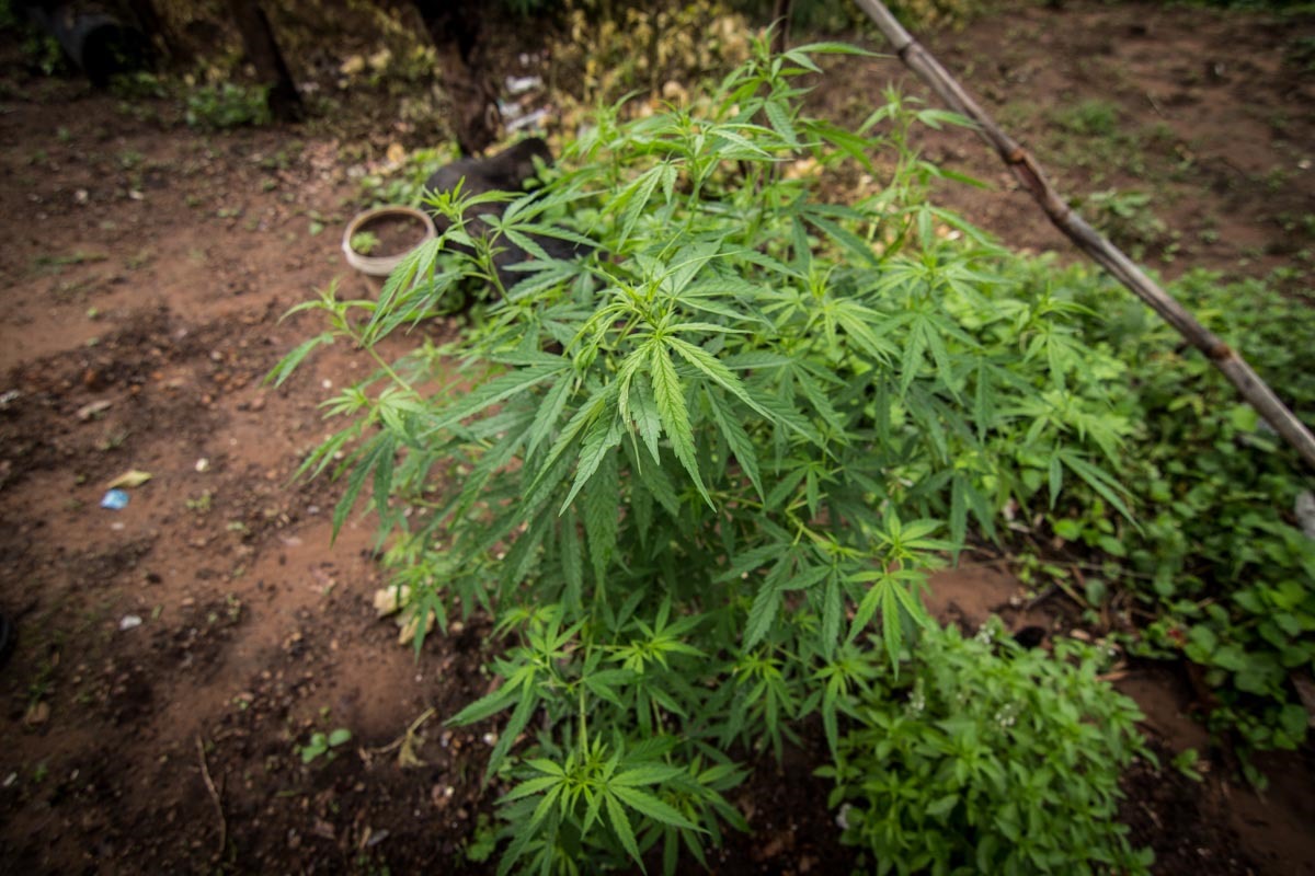 柬埔寨村大麻 柬埔寨村大麻