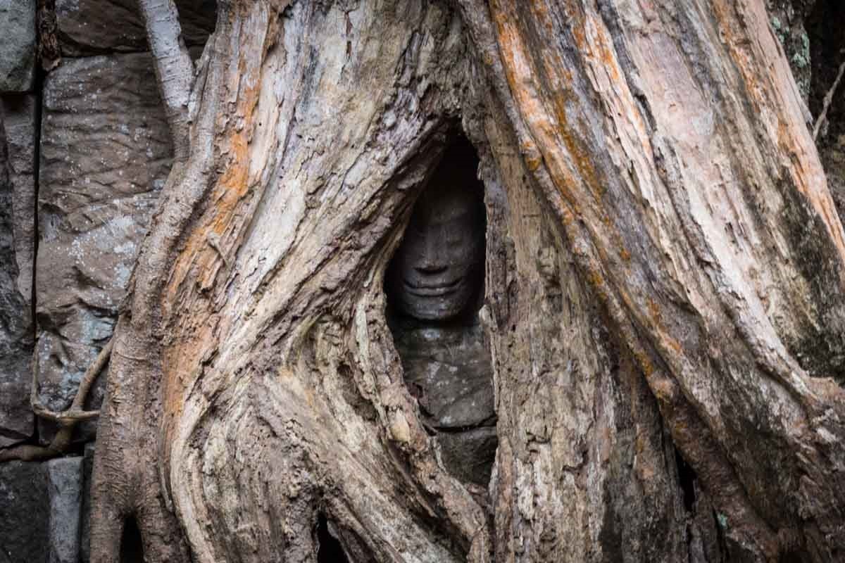 塔普倫寺 (Ta Prohm) 塔普倫寺 (Ta Prohm)
