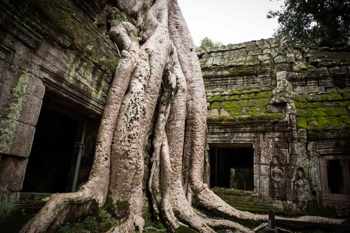 塔普倫寺 (Ta Prohm) 塔普倫寺 (Ta Prohm)