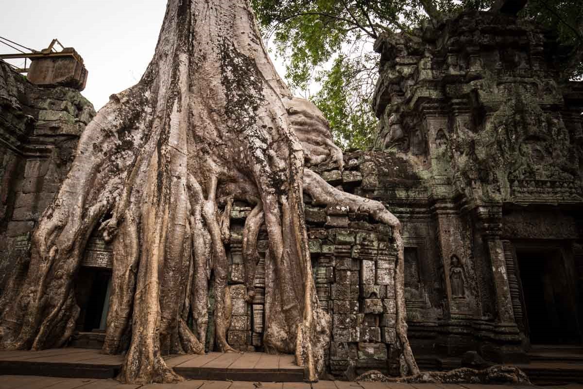 塔普倫寺 (Ta Prohm) 塔普倫寺 (Ta Prohm)