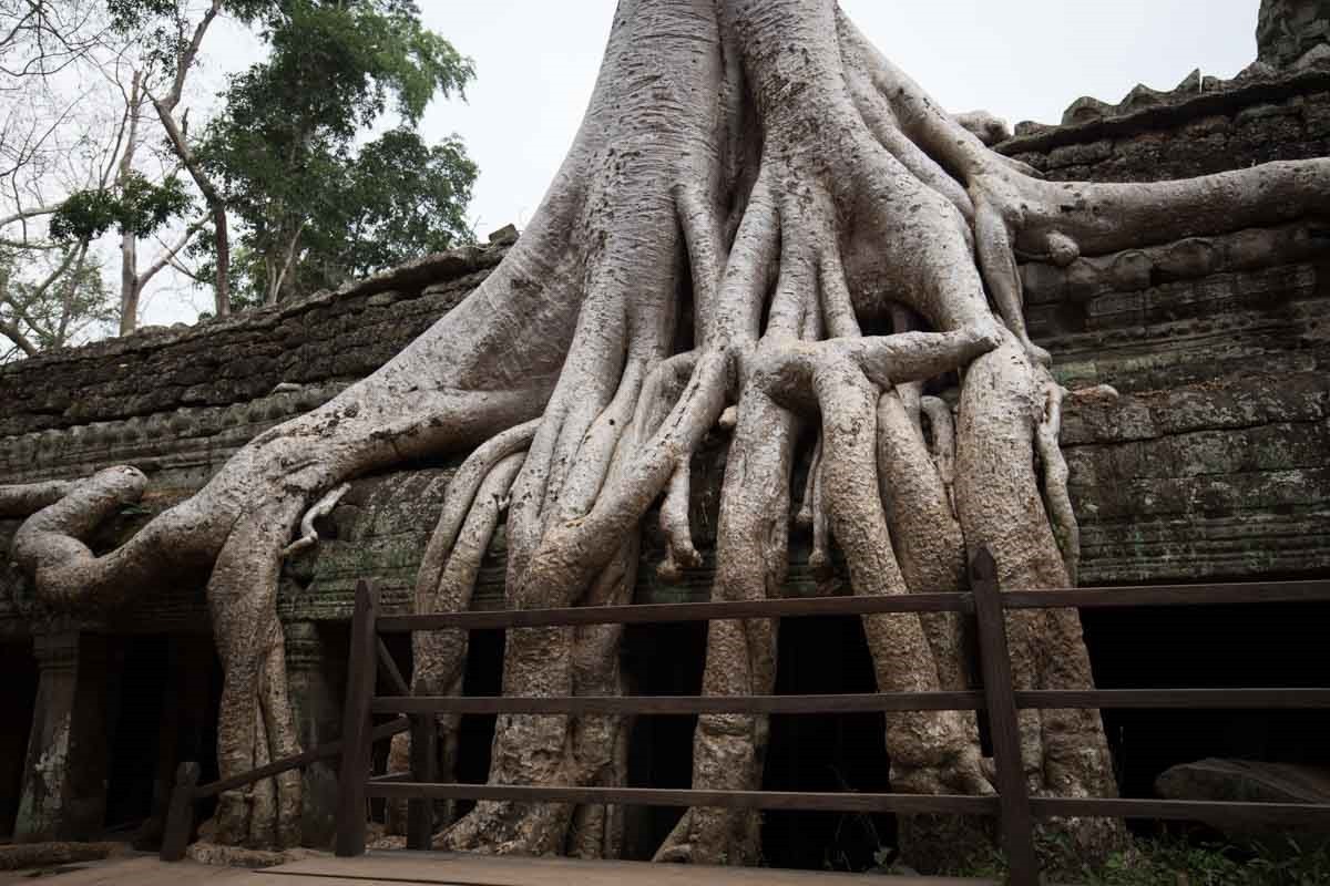 塔普倫寺 (Ta Prohm) 塔普倫寺 (Ta Prohm)
