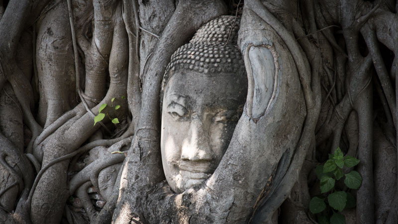 Ayutthaya 被大樹覆蓋的佛像